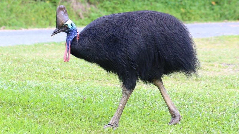 A free-ranging Southern Cassowary at Etty Bay, north Queensland, Australia.