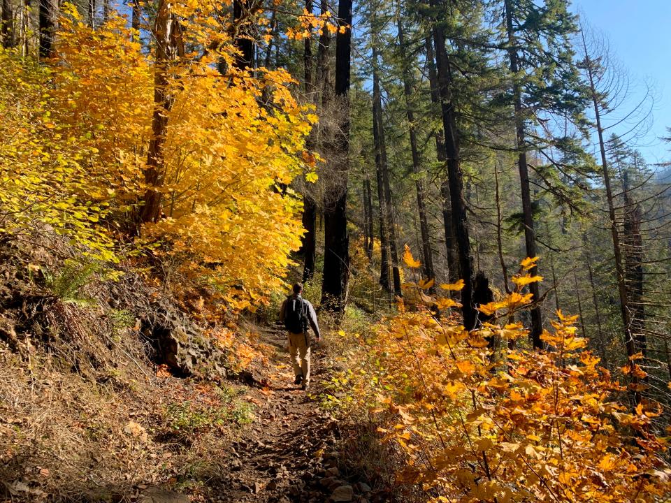 Eagle Creek Trail, en Columbia River Gorge cerca de Cascade Locks, presenta cascadas, colores otoñales y puentes altos. El sendero fue el sitio del incendio Eagle Creek de 2017, que dejó cicatrices de quemaduras a lo largo de la caminata.