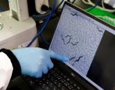 Hirotsu Bio Science Chief Technical Officer Eric Di Luccio points at nematodes on a monitor connected to a microscope during a photo opportunity at the company's lab in Fujisawa