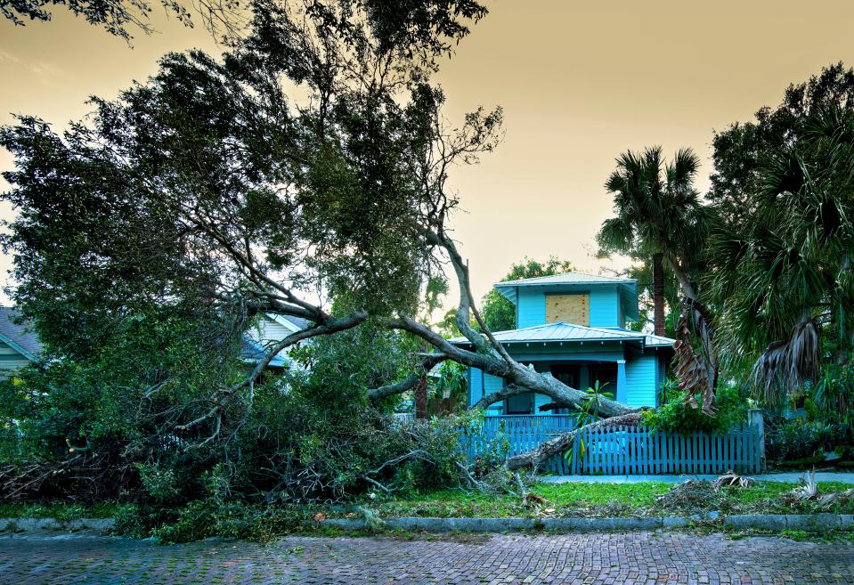 A fallen tree lays in the front lawn of a Florida home after a hurricane.