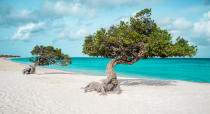 <p>Der Eagle Beach gilt als einer der schönsten und weitläuftigsten Strände der Karibik. Neben dem weißen Sand und dem strahlend blauen Wasser schwärmen Besucher vor allem von den eindrucksvollen Divi-Divi-Bäumen, die am Wasser wachsen. (Bild: Getty Images) </p>