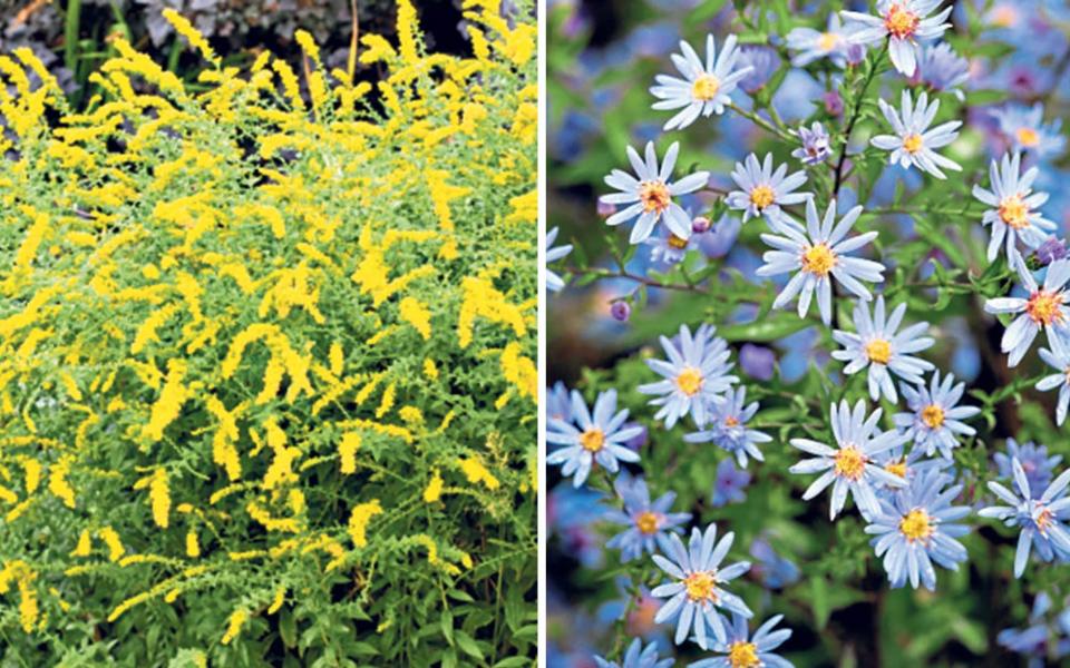 Left: Solidago rugosa ‘Fireworks’; right, ‘Little Carlow’ (blue) - Gap Photos