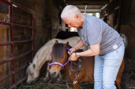 Lisa Moad, owner of Seven Oaks Farm, puts a head-collar on one of her miniature horses on Tuesday, Aug. 6, 2024, in Hamilton, Ohio. (AP Photo/Emilee Chinn)