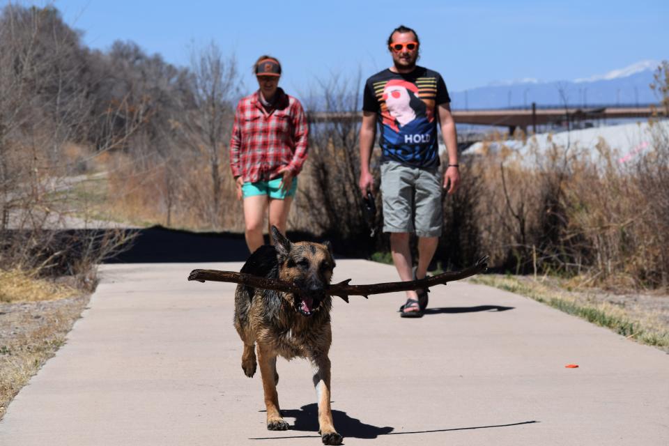 German shepherd Mowgli carries a large stick after a brief dip in the Arkansas River to cool off, with Emily Roeder, back left, and Murphy Roeder following close behind on April 10, 2023, in Pueblo.