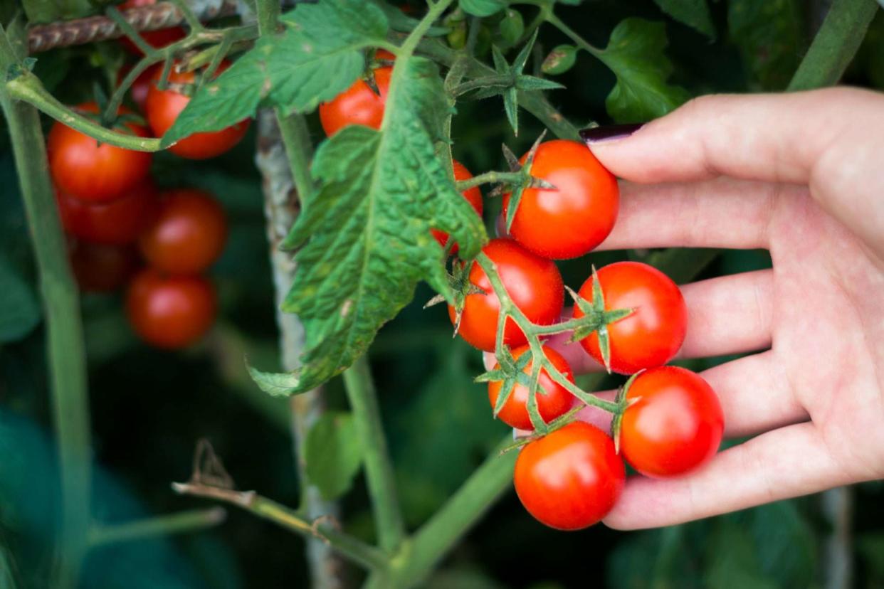 Cherry tomato plant