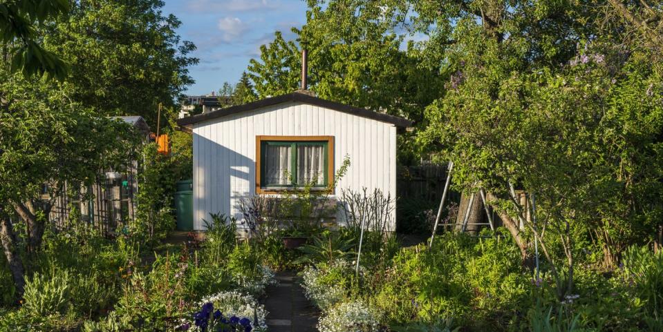 an allotment garden filled with plants and flowers a white wooden shed with window in the background