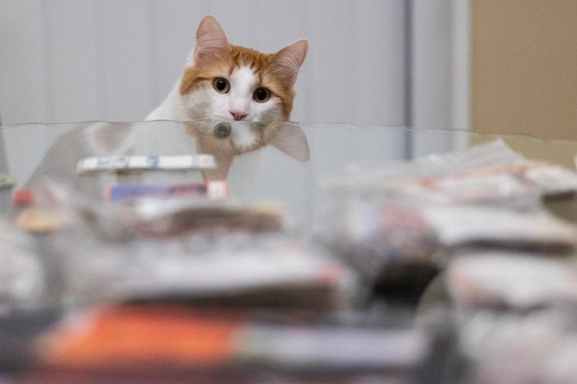 Fripp, Robby Shealy’s cat, observes Shealy’s collection of Clemson football tickets going back decades at his home on Thursday, December 15, 2022. Shealy says that the spots on Fripp’s back that resemble the Clemson logo were not the main reason he adopted Fripp, but didn’t hurt the decision making process.