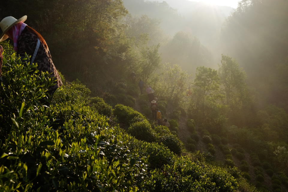 People picking the tea leaves from the hillside in China during Teng's annual visit to learn about and source different teas. (Tea Drunk/Shunan Teng)