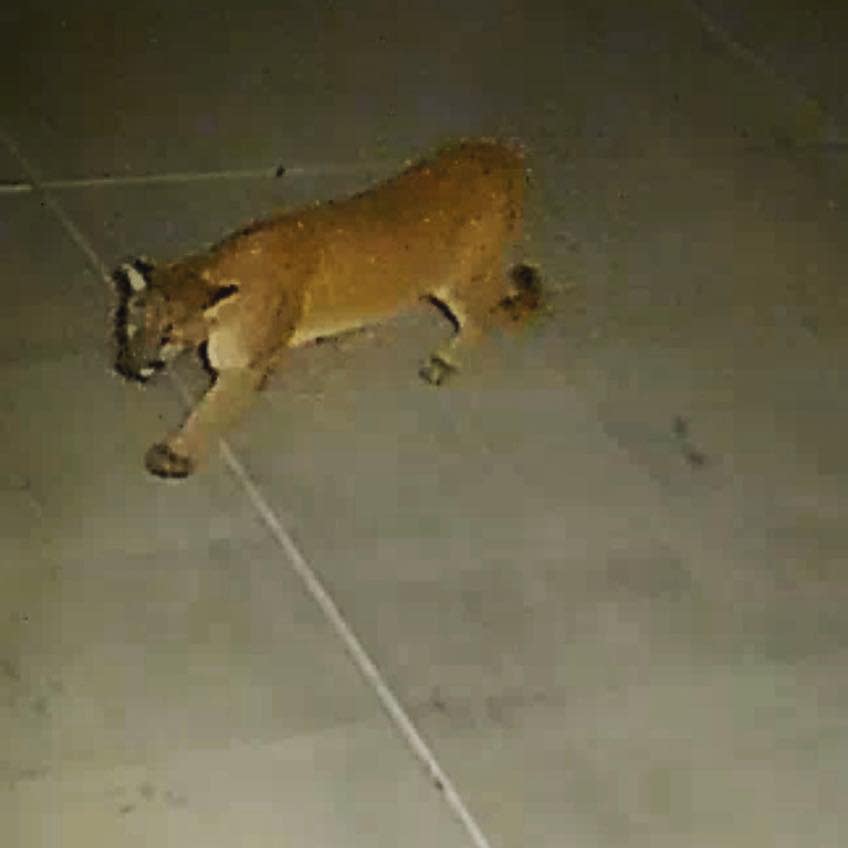 Security camera footage spotted a mountain lion roaming an Apple Valley neighborhood in May 2021.