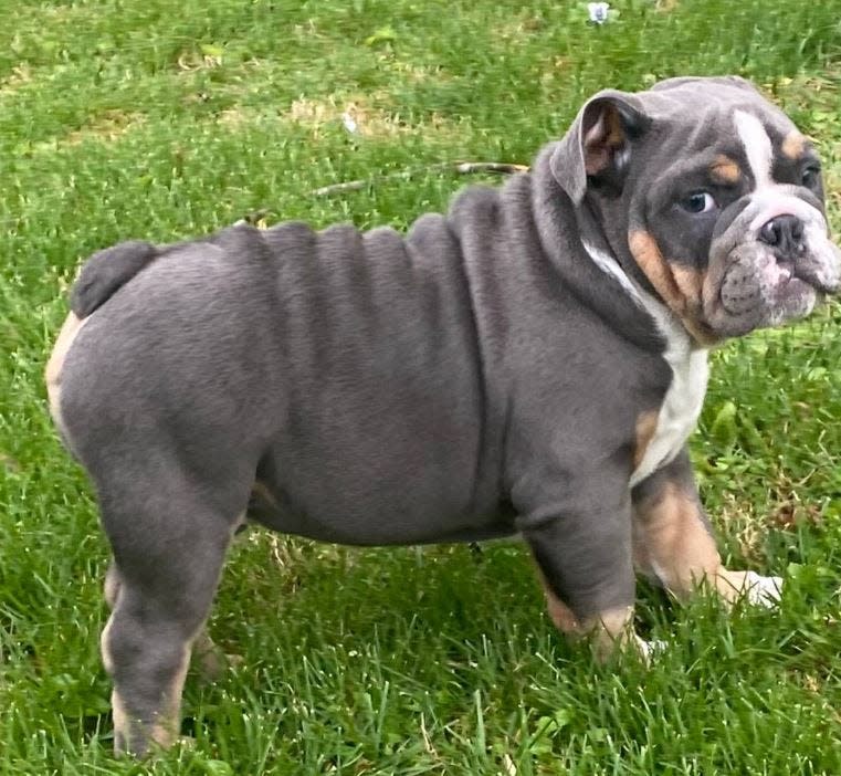 This bulldog puppy, Bull, is offered for sale by its Ball Ground owner on a legitimate website, but some sites are set up by scam artists.