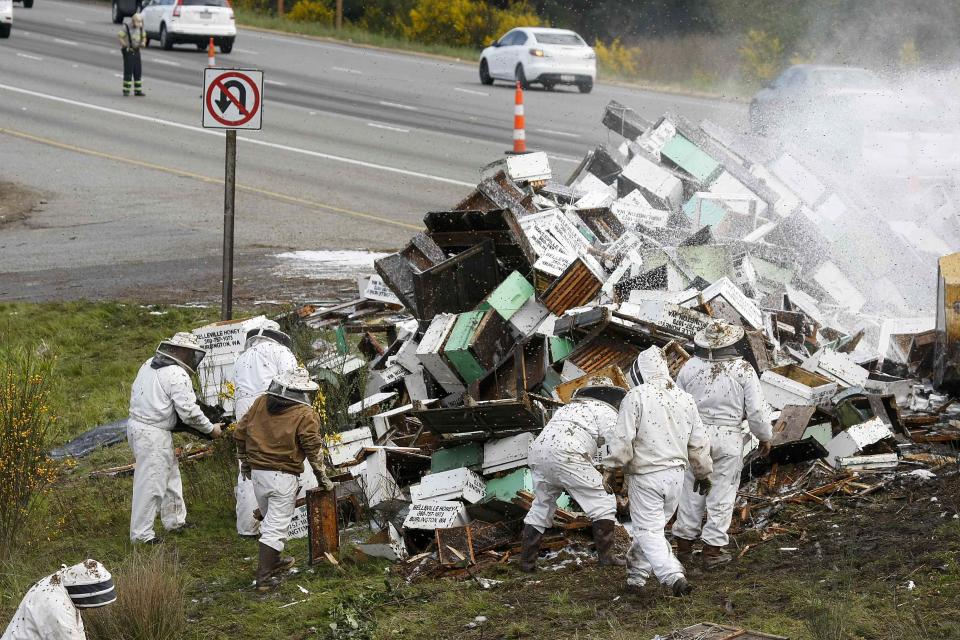 Beekeepers attend to a semi-trailer truck that overturned with a cargo of bees on a highway in Lynnwood