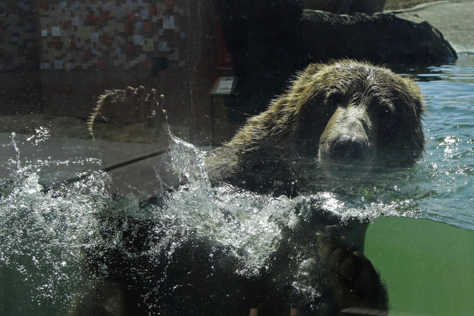 奧克蘭動物園啟動為動物注射新冠疫苗，熊熊2日在園裡開心游泳。圖片來源：AP。
