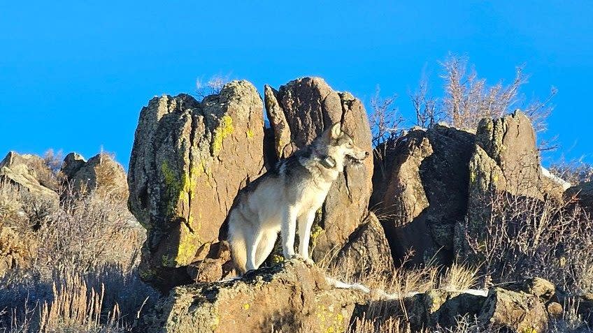 A gray wolf standing on rocks with a clear blue sky in the background