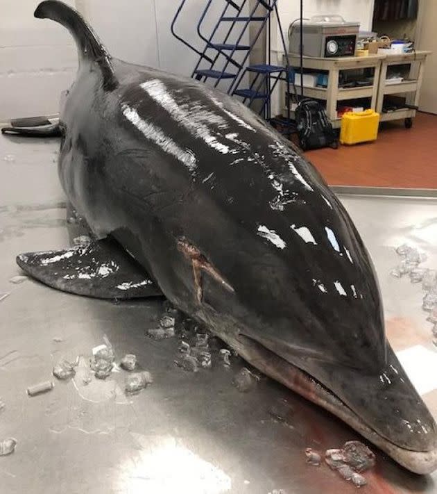 Federal wildlife officials are seeking information into the recent stabbing of a bottlenose dolphin whose body was found on a South Florida beach. (Photo: fisheries.noaa.gov)
