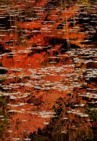 Fall foliage on a tree is reflected in Walden Pond in Concord, Massachusetts in this October 12, 2008 file photo. REUTERS/Brian Snyder/Files