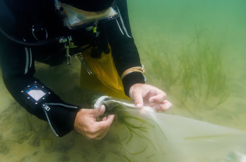 The Wider Image: In Baltic Sea, citizen divers restore seagrass to fight climate change