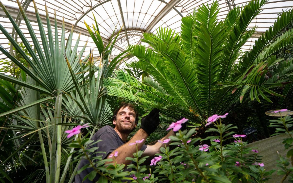 Botanical Horticulturalist Will Spoelstra with Kew Garden's oldest plant, a prickly cycad - Dominic Lipinski /PA