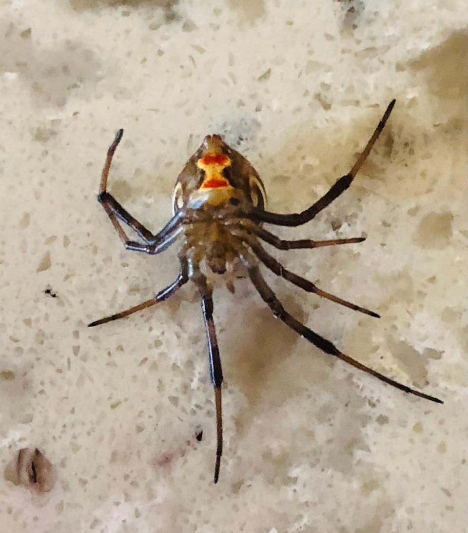 A brown widow spider has a different pattern than the black widow but still has the telltale hourglass on its underside.