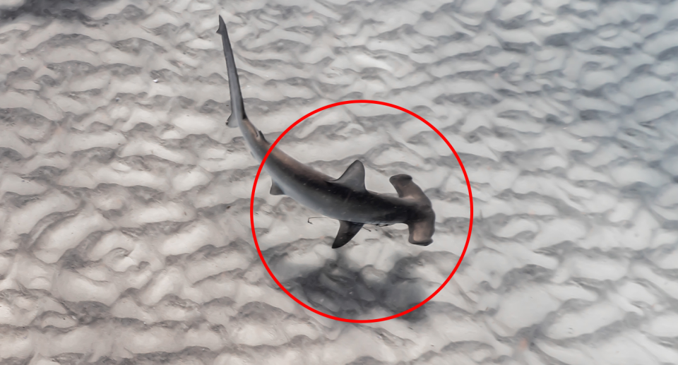 A closeup of the hammerhead shark with the circle around it.