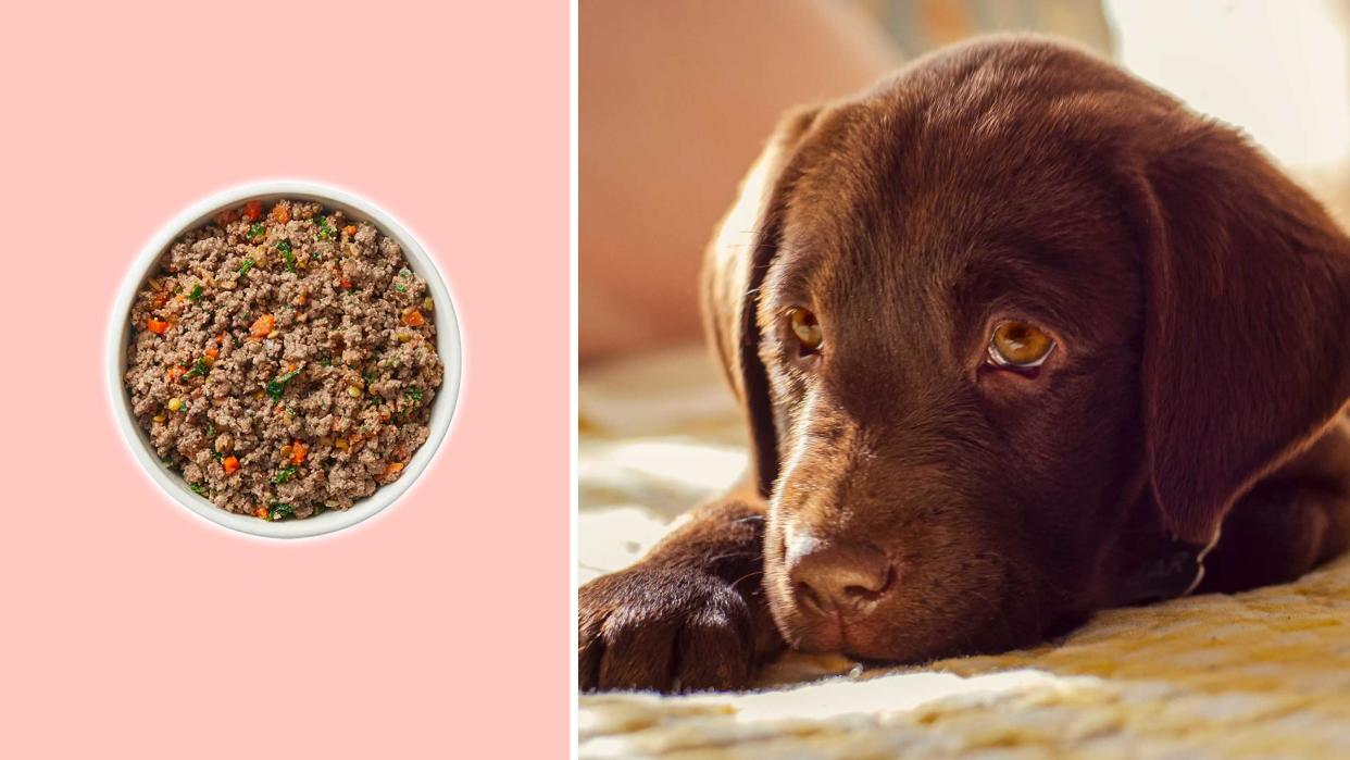 You can save 50% on your first order of The Farmer's Dog fresh dog food today.