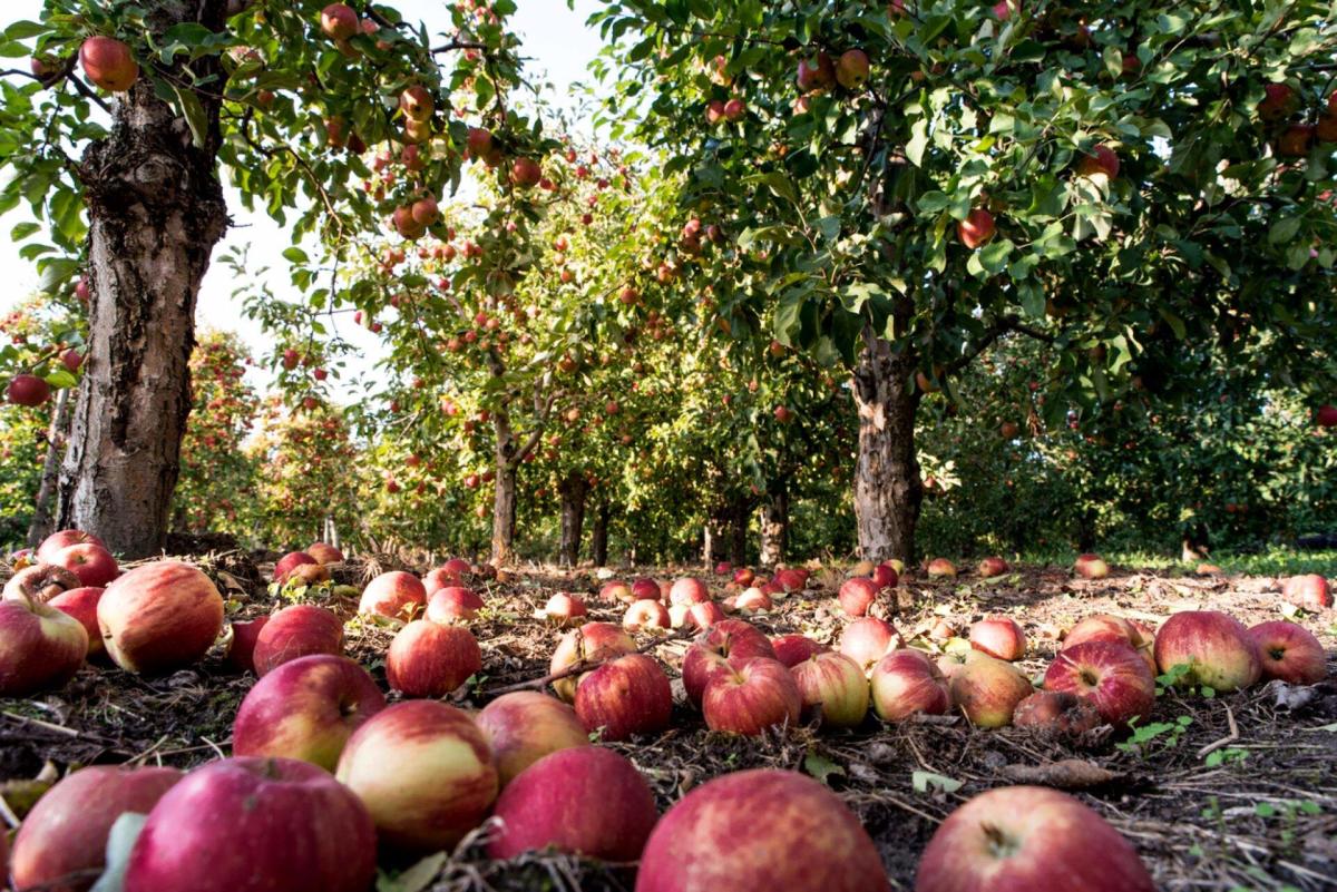 Scientists Get to the Core of the Honeycrisp Apple - Modern Farmer