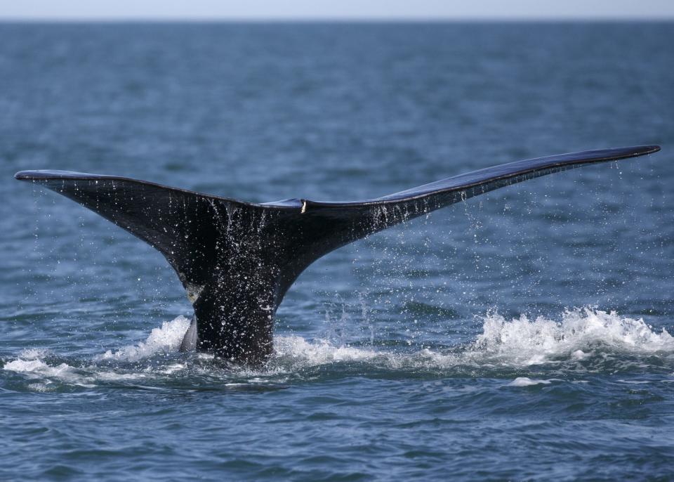 A surfacing North Atlantic right whale in Cape Cod Bay in 2018. Concerned with the impact of offshore wind farms on the endangered right whales, a new coalition of environmental groups is calling for a moratorium on the projects.