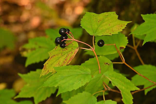 <p>Robert Winkler/Getty Images</p> Mapleleaf viburnum