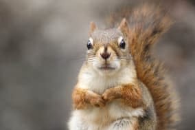 Little male Red Squirrel looking chubby, sitting up with paws on chest.