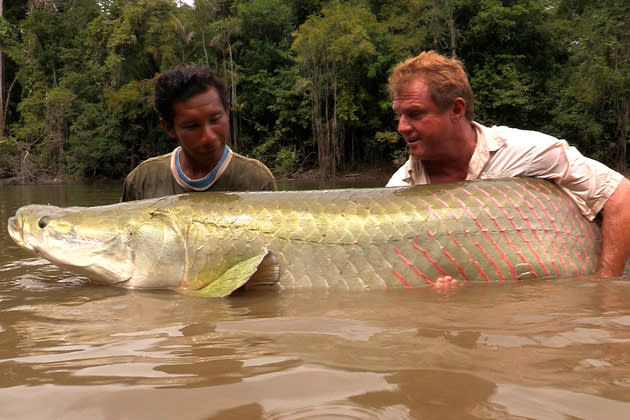 250 Pfund (rund 113 Kilo) brachte dieses Prachtstück auf die Waage. Da braucht es schon zwei starke Männer, um den dicken Fisch aus dem Wasser zu holen.