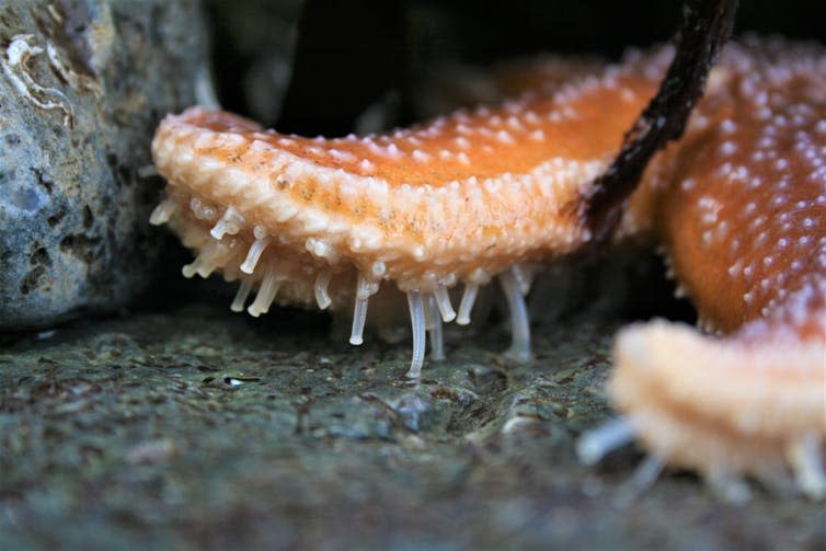 <span class="caption">On the move.</span> <span class="attribution"><a class="link " href="https://www.shutterstock.com/image-photo/starfish-sucker-tube-feet-651789637?src=_Io240gx6nhAraT6Ol0UIQ-1-4" rel="nofollow noopener" target="_blank" data-ylk="slk:Shutterstock;elm:context_link;itc:0;sec:content-canvas">Shutterstock</a></span>