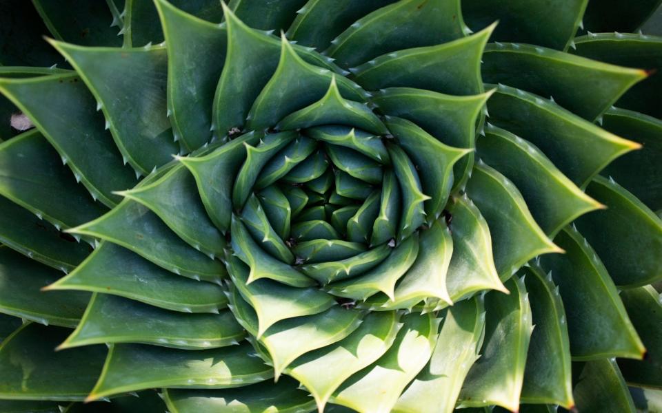 Aloe Polyphylla - Rii Schroer