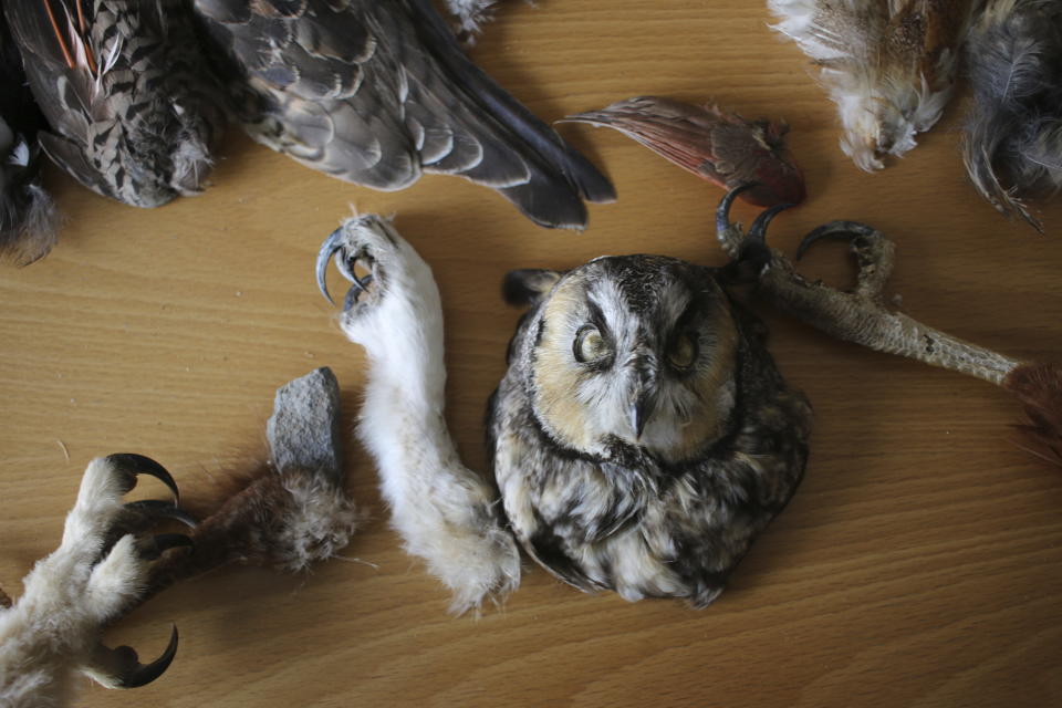 Non-eagle bird carcasses and bird feathers are stored at the Liberty Wildlife Non-Eagle Feather Repository in Phoenix, Tuesday, Feb. 27, 2024. Citizens of federally recognized Native American tribes who are 18 and older can request items from the repository for religious and ceremonial purposes. (AP Photo/Cheyanne Mumphrey)