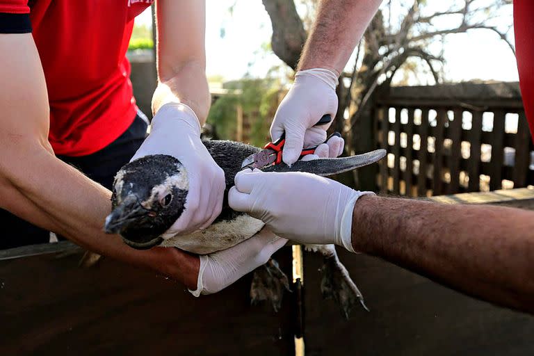 Esta especie de pingüino esta presente año tras año en nuestras costas durante sus migraciones y muchos de ellos suelen presentar problemas relacionados con la ingestión de basura, la desnutrición y el empetrolamiento