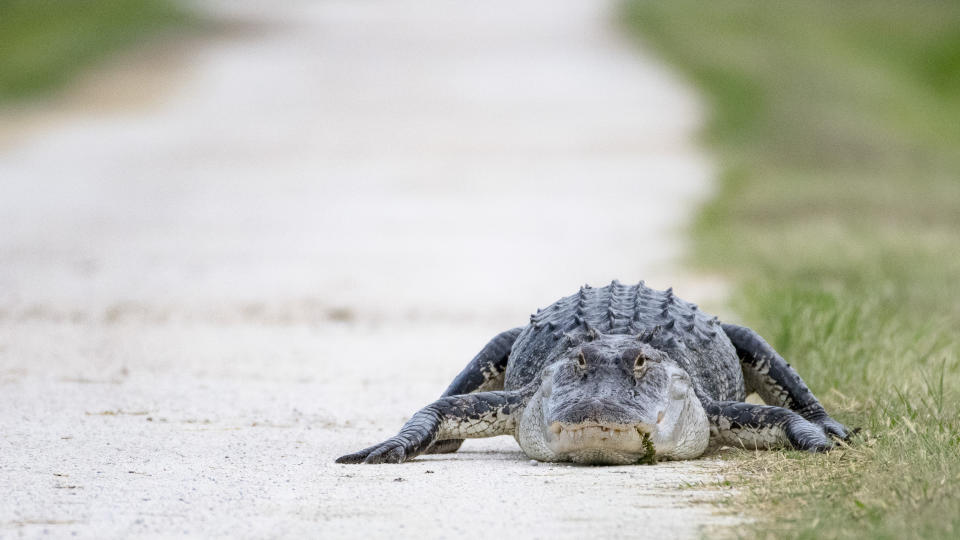 This photo was taken at the Lake Apopka Wildlife Drive in central Florida.  It is an 11-mile drive throughout a wildlife conservation area.  This photo shows an alligator resting on the edge of a dirt road.  It is looking towards the photographer.