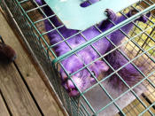 A purple squirrel may sound like an exotic cocktail, but it's actually got nothing to do with booze. A <a href="http://news.yahoo.com/blogs/trending-now/purple-squirrel-stumps-becomes-internet-celebrity-172938810.html" data-ylk="slk:purple-hued squirrel;elm:context_link;itc:0;sec:content-canvas;outcm:mb_qualified_link;_E:mb_qualified_link;ct:story;" class="link  yahoo-link">purple-hued squirrel</a> was found in a Pennsylvania backyard and folks were flummoxed as to how it got its unusual coloring. One theory: It fell into a Porta-Potty. (<a href="http://www.facebook.com/ThePurpleSquirrel" rel="nofollow noopener" target="_blank" data-ylk="slk:Facebook;elm:context_link;itc:0;sec:content-canvas" class="link ">Facebook</a>)