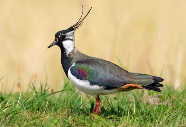 The new report involved 2,500 volunteer birdwatchers surveying 4,000 sites across the UK (ALAMY)