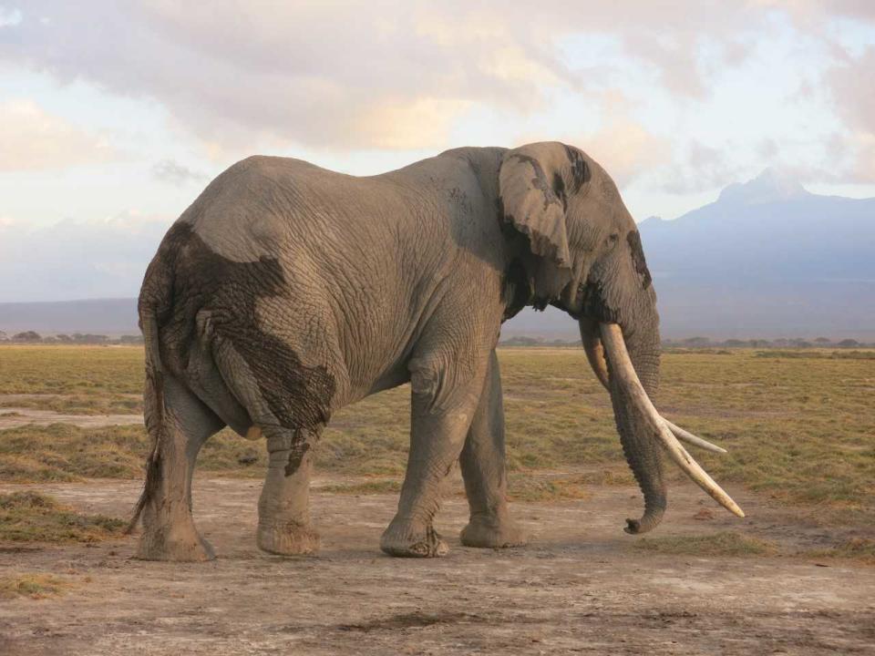 Tim the Elephant has died aged 50 (Picture: The David Sheldrick Wildlife Trust)