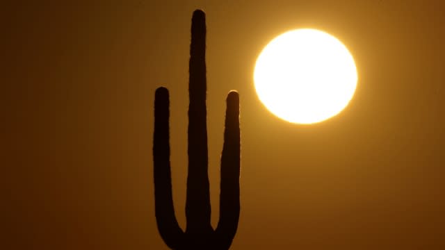 A saguaro cactus stands against the rising sun.