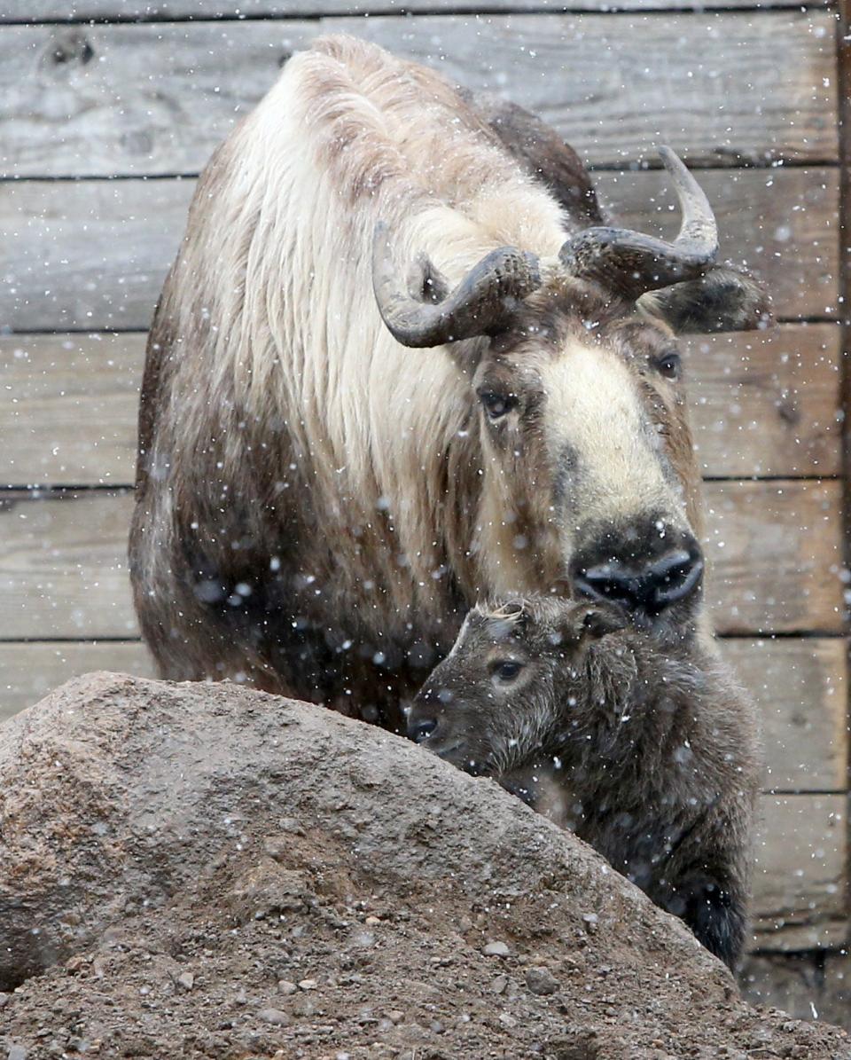 A baby takin, born on March 22, comes out with its mother Wednesday, March 29, 2023, at the Potawatomi Zoo. This is the second takin birth in two years. The zoo opens for the season on Friday in South Bend.