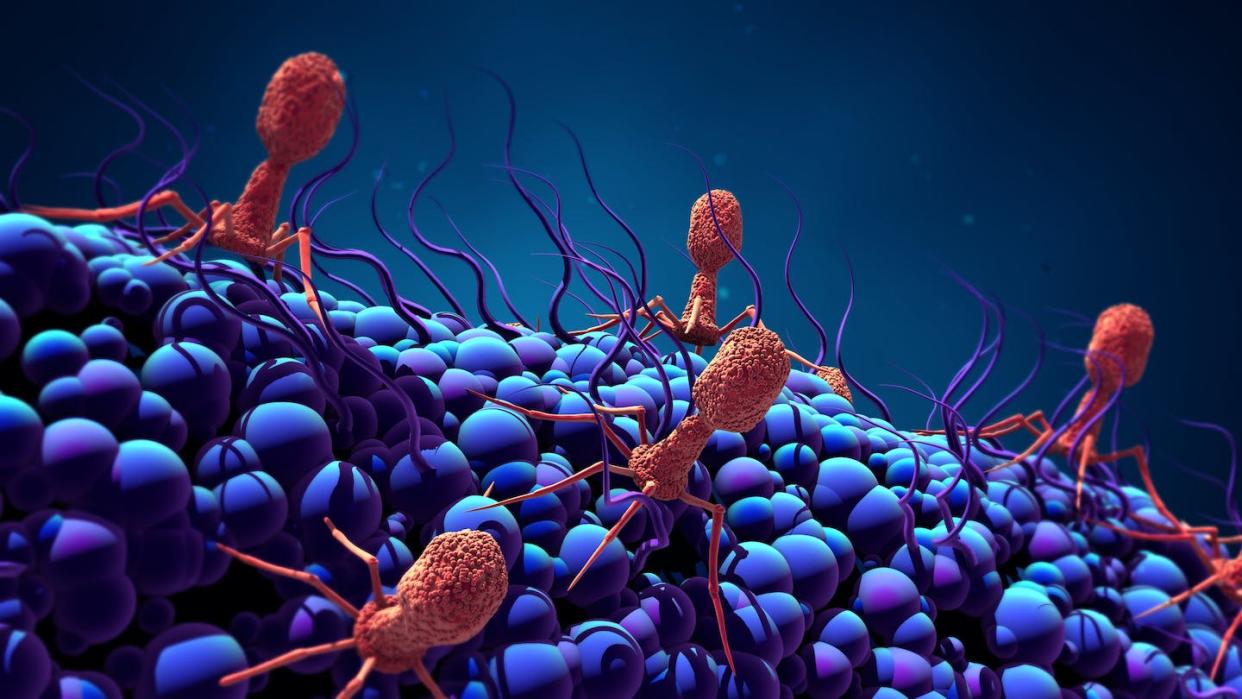 Phages can sense bacterial DNA damage, which triggers them to replicate and jump ship. <a href="https://www.gettyimages.com/detail/photo/bacteriophage-infecting-bacterium-royalty-free-image/992263464" rel="nofollow noopener" target="_blank" data-ylk="slk:Design Cells/iStock via Getty Images Plus;elm:context_link;itc:0;sec:content-canvas" class="link ">Design Cells/iStock via Getty Images Plus</a>