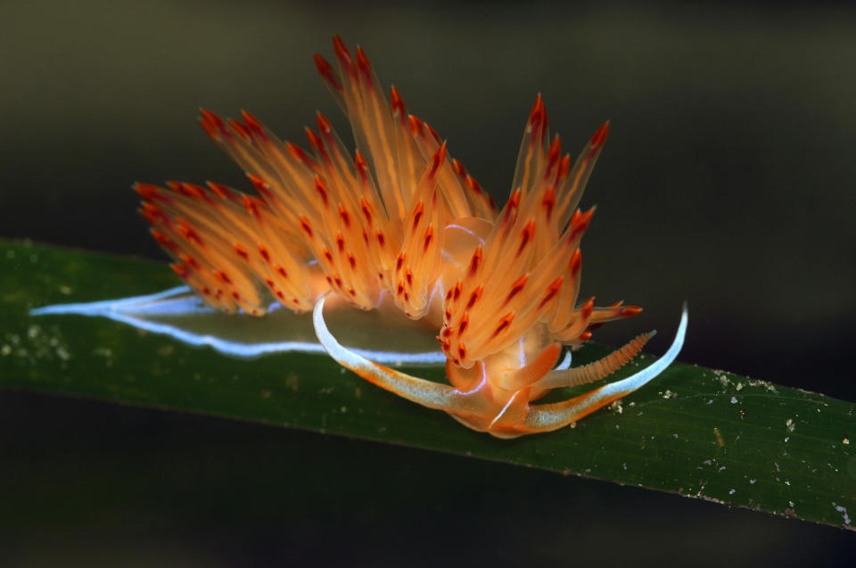 Opalescent sea slug