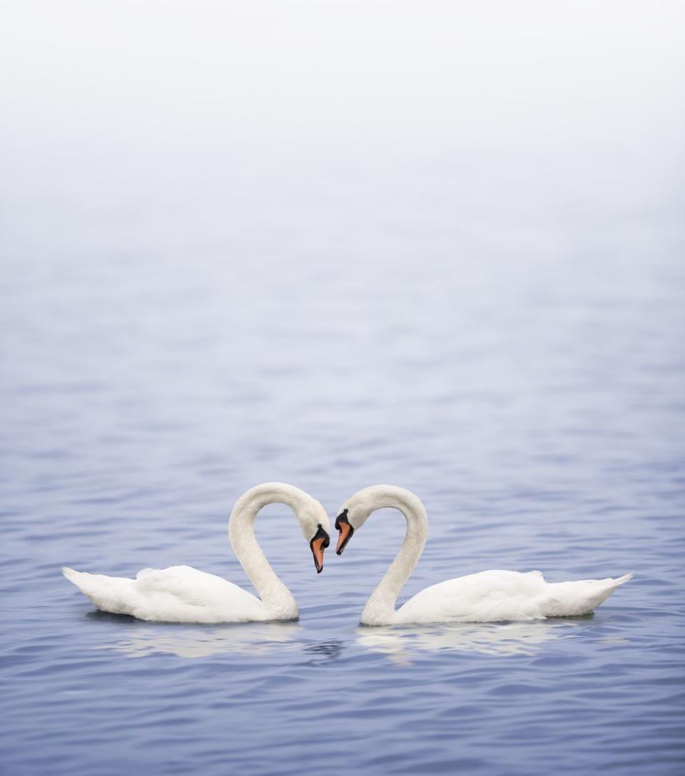 two swans on a lake touching beaks, their necks forming a heart shape