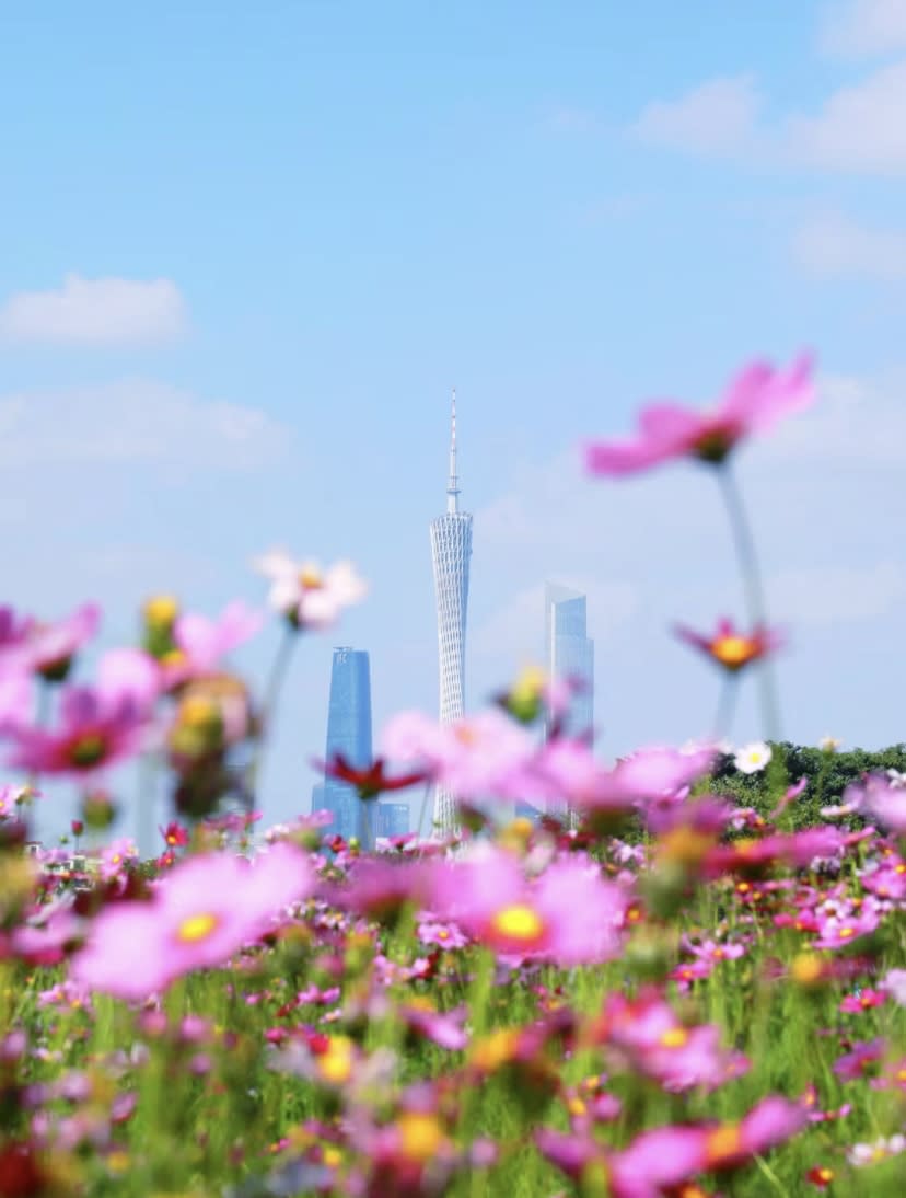 廣州旅遊｜廣州海珠湖公園賞波斯菊！花海佔地17萬呎、免費入場 遠眺廣州塔小蠻腰＋登遊船賞兩岸打卡靚景