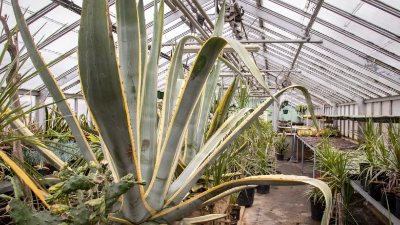 Century plant's surprise flower quickly outgrows Public Gardens greenhouse