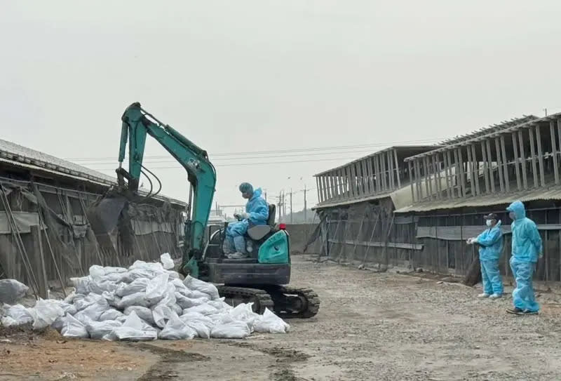 ▲雲林縣東勢鄉H5N1亞型高病原性禽流感陽性確診場，防疫所執行撲殺銷毀作業。（圖／雲林縣動植物防疫所）