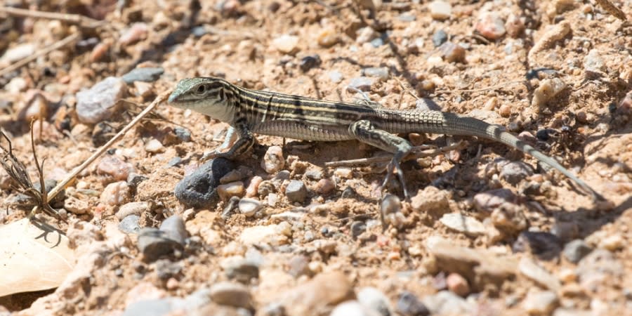 State reptile: The New Mexico whiptail lizard. | Photo Courtesy: NM Sec. of State