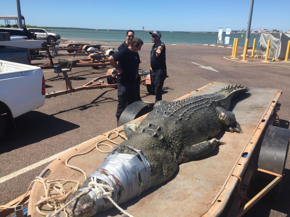 Northern Territory Parks and Wildlife are using the monster catch as a reminder to be ‘crocwise’. Source: Facebook/Northern Territory Parks and Wildlife