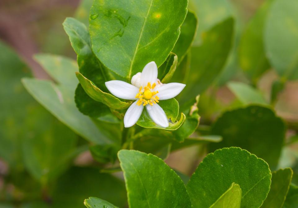 La fleur bergamote en cuisine