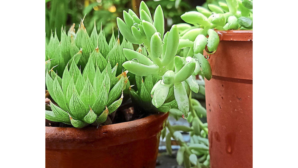 Container garden ideas: Succulents growing in a pair of terra cotta pots