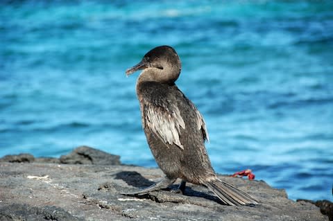 The flightless cormorant perching on a rocky outcrop - Credit: ISTOCK